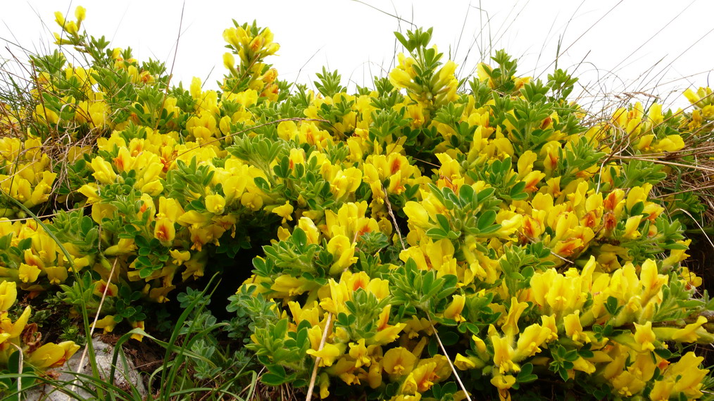 Chamaecytisus hirsutus